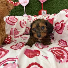 Toby - Brindle male Dachshund puppy in Lake City, Florida from My Ditzy Doxies of Florida