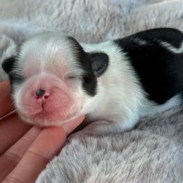 Boy 1 - Black and white male Shih Tzu puppy in Calimesa, California from Little Mountain’s Shih Tzus