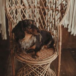 Maggie - Dachshund