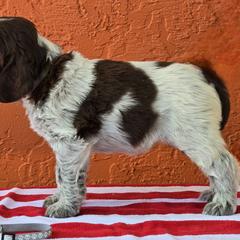 Leonberger and Spinone Italiano Puppies from Starfire Leonbergers and Spinone Italiano