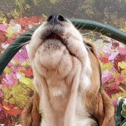 Basset Hounds from Back Bay Bassets Hounds