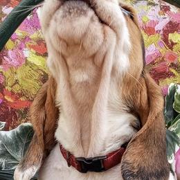 Basset Hounds from Back Bay Bassets Hounds