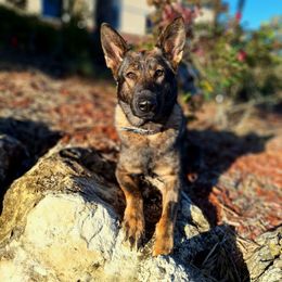Lace's High Flying Sabre Cat Vom Hall BCAT CGC CGCA CGCU DJ TKN - German Shepherd