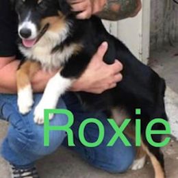 Australian Shepherd All Grown Up from LL Farm Australian Shepherds