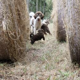 Aussiedoodle Puppies from Gore Doodle Ranch