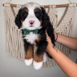 Rusty - Tri-color male Bernedoodle puppy in Norcross, Georgia from Teddy Puppies