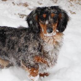 Dachshunds from Little Legs Luxury Dachshunds