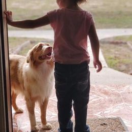 Australian Shepherds from Golden Triangle Aussies