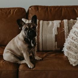 French Bulldogs and Pembroke Welsh Corgis from Moonstone Corgis & Frenchies
