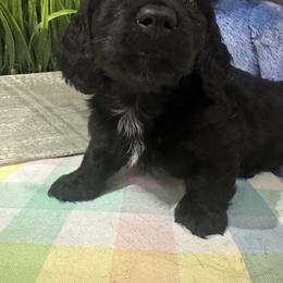 Dachshund Puppies from Family Raised Dachshunds