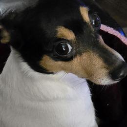 Toy Fox Terriers from Kitsune