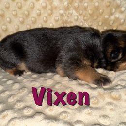 Vixen - Black and red female German Shepherd puppy in Graham, Washington from Wildeflecken Shepherds