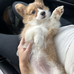 Pembroke Welsh Corgi Puppies from Mk’s Corgis