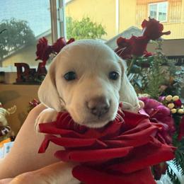 Prince Andrew - Dapple male Dachshund puppy in El Cajon, California from Lisa Buxton