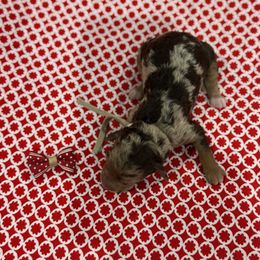 Piglet - Merle female Goldendoodle puppy in Camden, North Carolina from Oopsie Doodles of NC