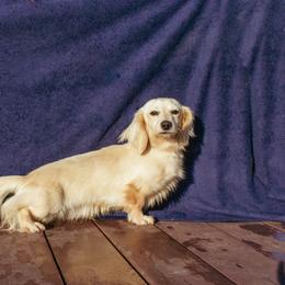 Gator - Dachshund