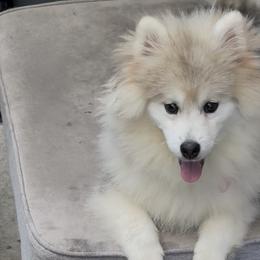 Helena - Pomsky
