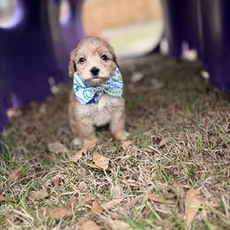 Cub - Red male Australian Labradoodle puppy in Calhoun, Louisiana from Arrowhead Australian Labradoodles