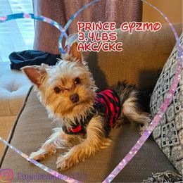 Gyzmo - Yorkshire Terrier