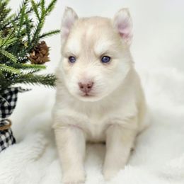George - Merle male Pomsky puppy in Christiana, Tennessee from Smoky Mountain Pomskies