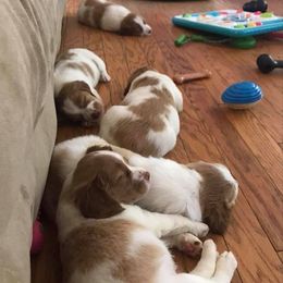 Brittany Puppies from Tail'Z End Kennels