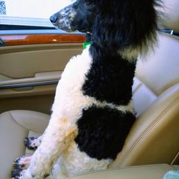 Poodle Puppies from Reeves Family Standard Poodles