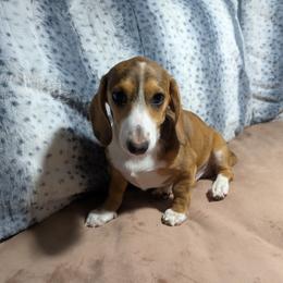 1 Churro - Dapple male Dachshund puppy in Central Point, Oregon from MRS Long Dog Ranch