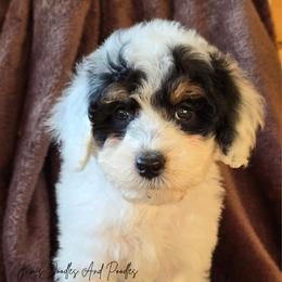 Aussiedoodle, Bernedoodle, Cockapoo, Miniature Australian Shepherd, Poodle, and Sheepadoodle Puppies from Jam's Doodles And Poodles