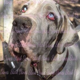 Ghost Face - Harlequin male Great Dane puppy in Spring, Texas from Stark Danes