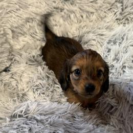 Dachshunds from SunnySeaDachs