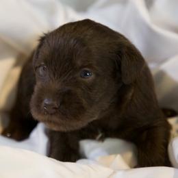 Mr. Green - Liver male Miniature Schnauzer puppy in Pensacola, Florida from Reservoir Dogs