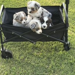 Miniature Australian Shepherd Puppies from Diamond R Aussies