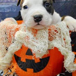 American Staffordshire Terrier Puppies from Kayo Kennel