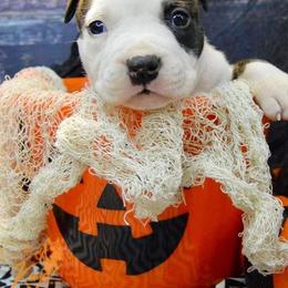 American Staffordshire Terrier Puppies from Kayo Kennel