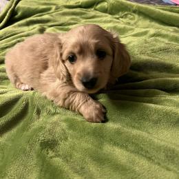 Uno - Cream female Dachshund puppy in Arp, Texas from Barksalot Dachshunds