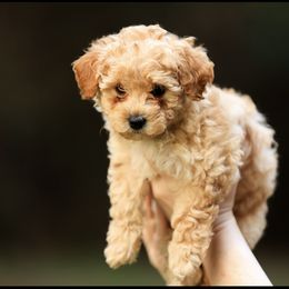 Poodle Puppies from Emerald Mini Poodles