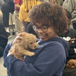 Australian Labradoodle Puppies from Maple Lane Australian Labradoodles