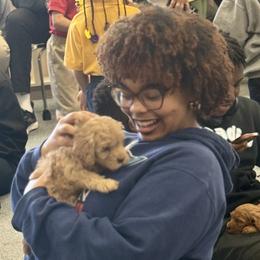 Australian Labradoodle Puppies from Maple Lane Australian Labradoodles