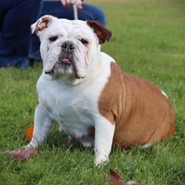 Lucy - Bulldog