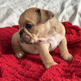 Jay Jay - Fawn and white male Bulldog puppy in Holdenville, Oklahoma from Bulldog Nation