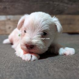 AKC green ribbon - White male Miniature Schnauzer puppy in Greencastle, Indiana from Tiny Tushy Lodge