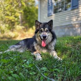 Star - Agouti and white female Alaskan Malamute puppy in Kingston, Tennessee from North Shore Alaskan Malamutes