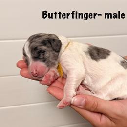 Butterfinger - Merle male Goldendoodle puppy in Milford, Pennsylvania from Doodles Are Golden