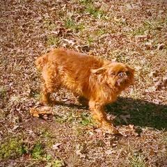 Dually - English Toy Spaniel