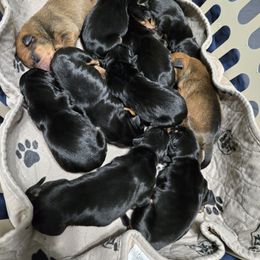 Girl 4 - Black female German Pinscher puppy in Chatham, Virginia from Wild Mountain Haven K9