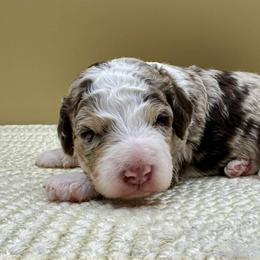 Mint Chip (Chip) - Merle male Bernedoodle puppy in Hendersonville, North Carolina from Kim's Cove