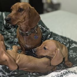 Dachshunds from Weenie Hut House