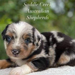 Boy 1 - Blue merle male Australian Shepherd puppy in Mount Sterling, Kentucky from Saddle Creek Australian Shepherds