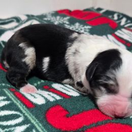 Crystal - Blue merle female Miniature Australian Shepherd puppy in Danville, Indiana from Wingler Acres Mini Aussies