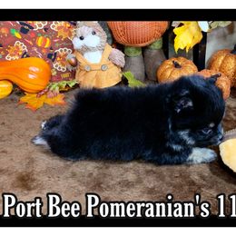 Pomeranian Puppies from Port Bee Pomeranian’s